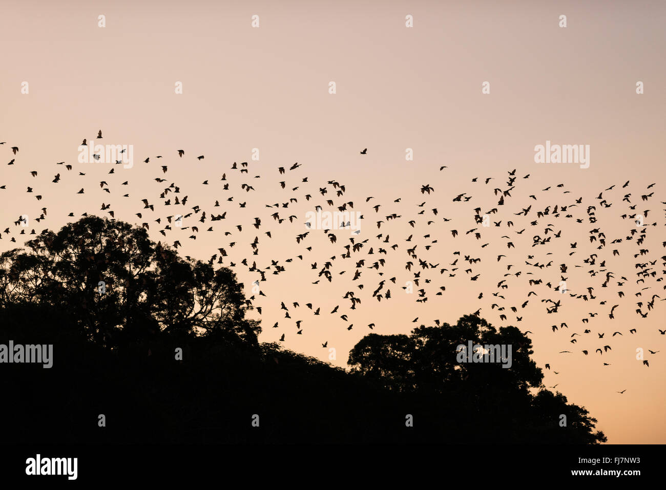 A phenomenal fly-out of possibly half a million little red flying foxes at sunset about 6:10pm, flying out from their daytime ro Stock Photo