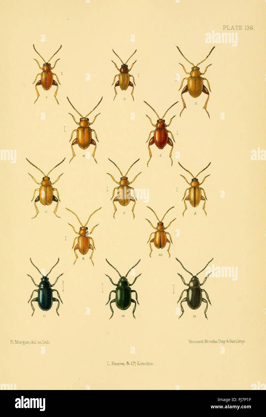 A study of the beetles of the British Isles, Plate 136 Stock Photo - Alamy