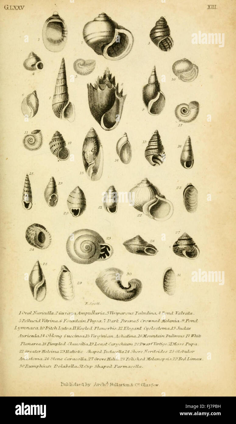 A comprehensive guide to shell identification and classification ...