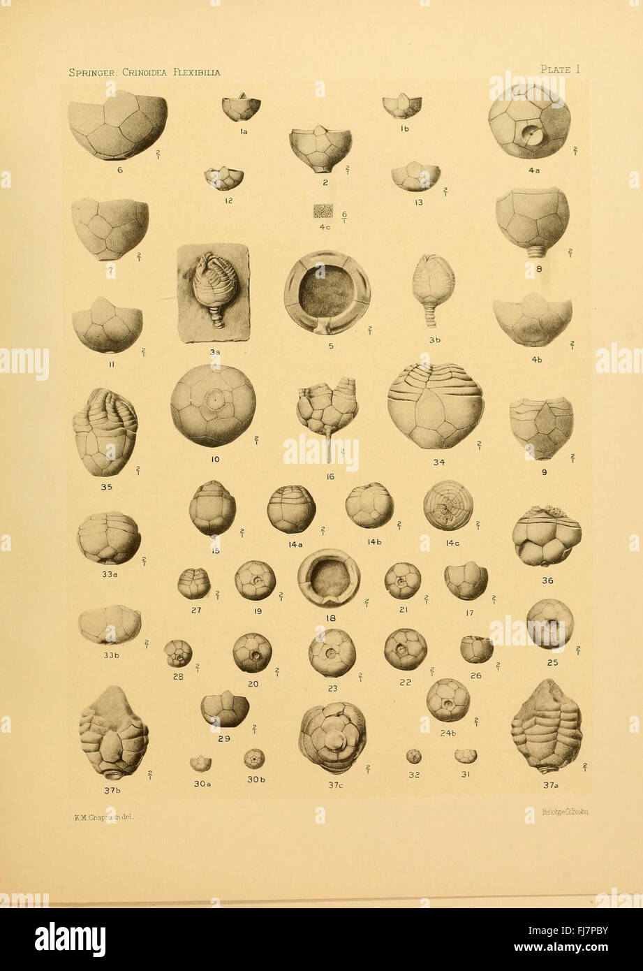 The Crinoidea flexibilia: A study of the flexible crinoids, a group of ...