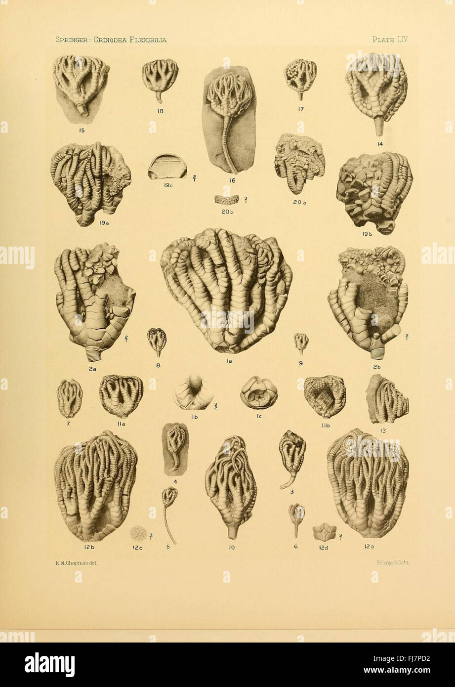 A study on Crinoidea flexibilia, a fossil species from the Crinoidea ...