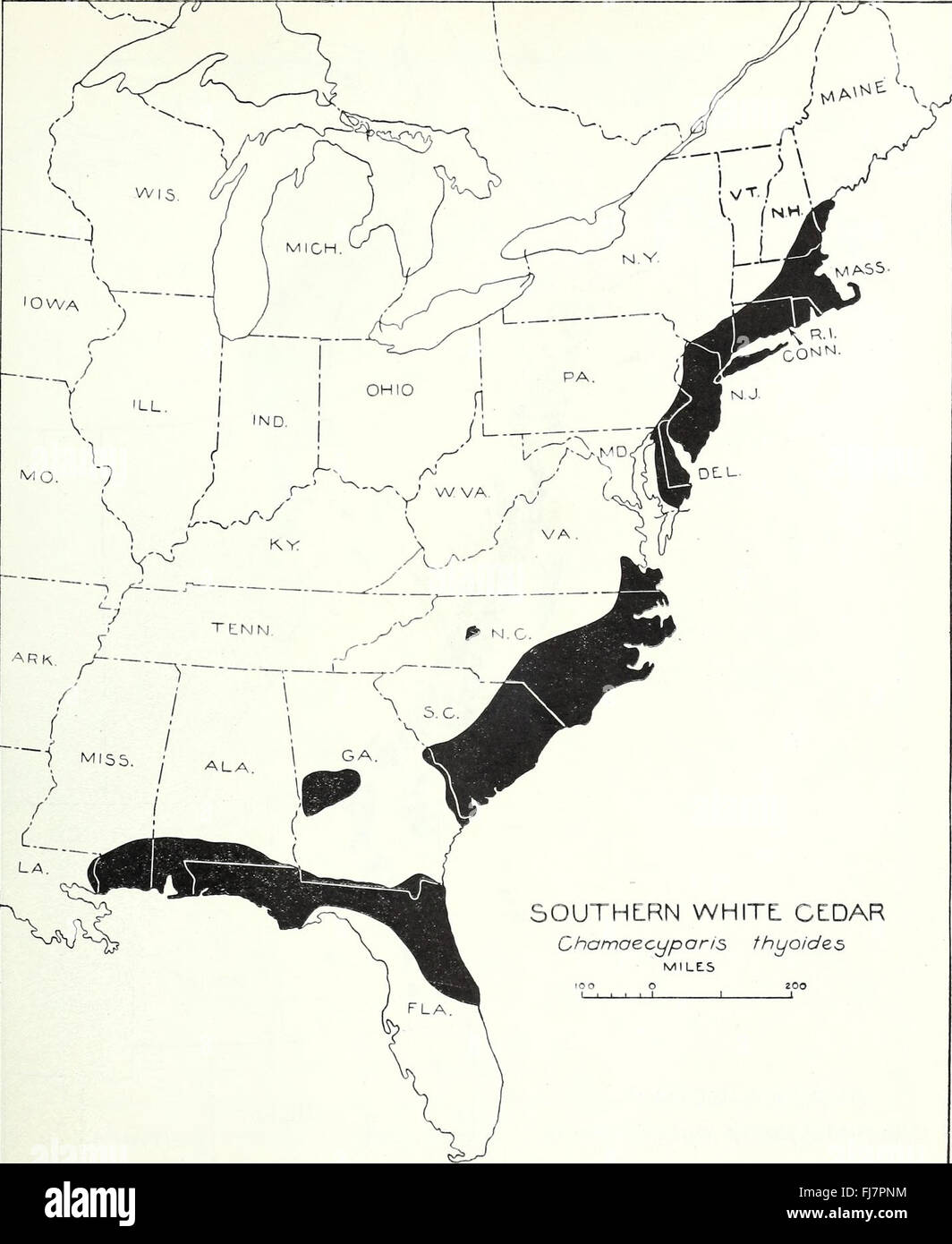 The distribution of important forest trees of the United States (1938) Chamaecyparis thyoides Stock Photo