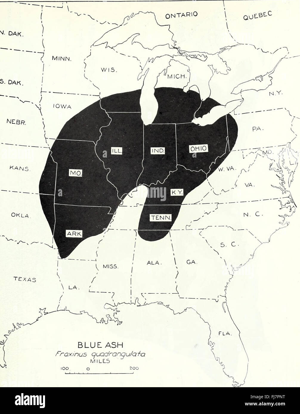 The distribution of important forest trees of the United States (1938) Fraxinus quadrangulata Stock Photo