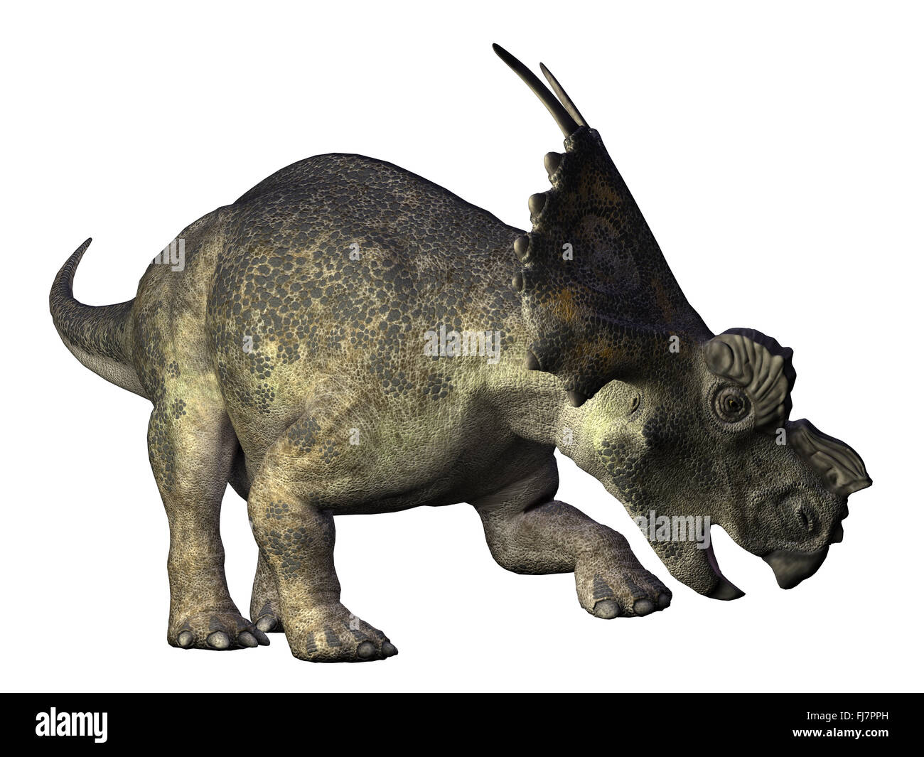 Achelousaurus is a genus of centrosaurine ceratopsid dinosaur that lived during the Late Cretaceous Period Stock Photo