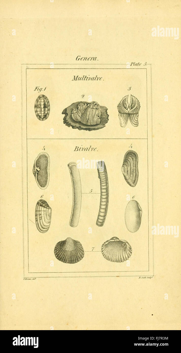 A foundational work on conchology, the study of mollusks and shells ...
