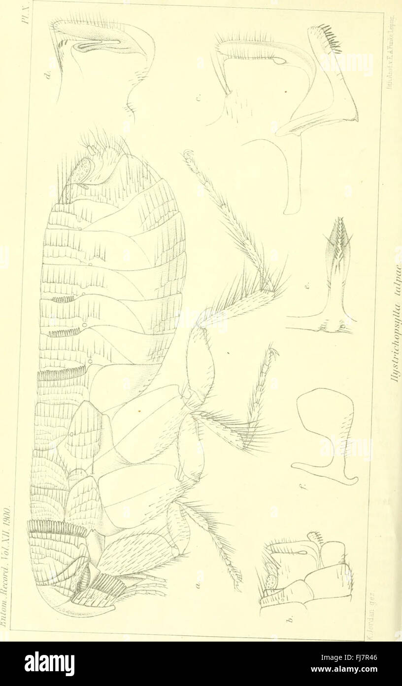 A 1900 journal documenting entomological research, focusing on the ...