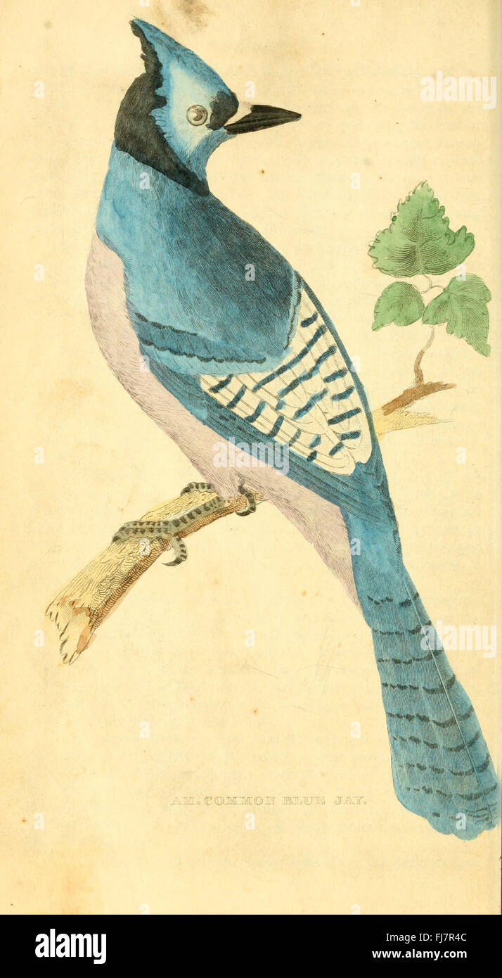 A natural history of birds, fishes, reptiles, and insects Stock Photo ...