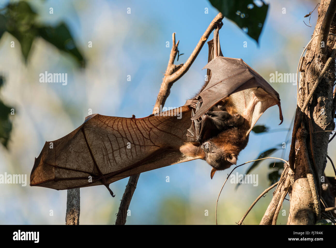 Baby Flying Fox Bat