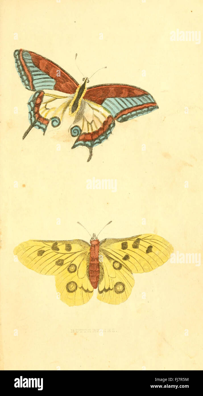 A natural history of birds, fishes, reptiles, and insects, Juvenile ...