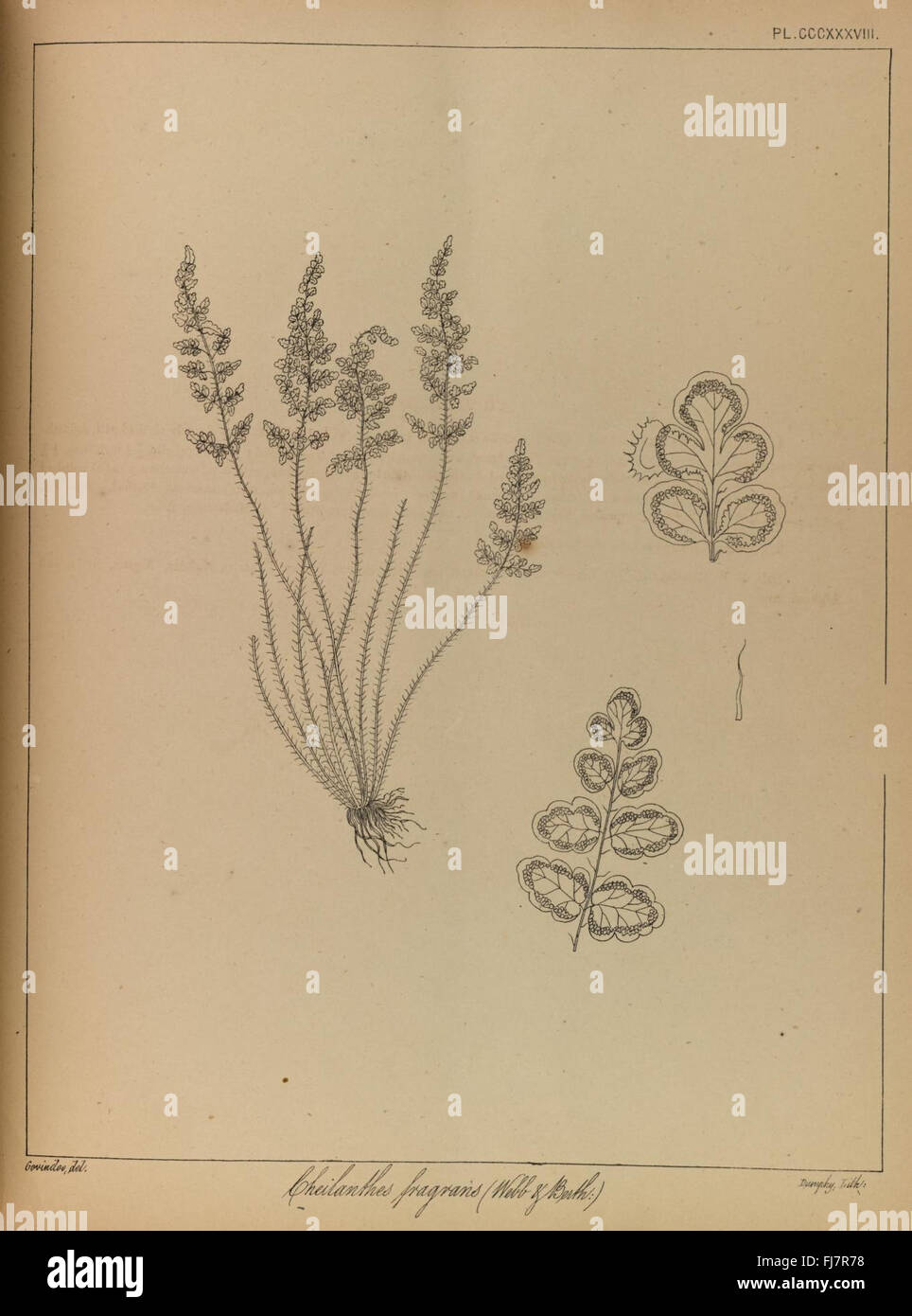 Pteridophyte taxonomy hi-res stock photography and images - Alamy