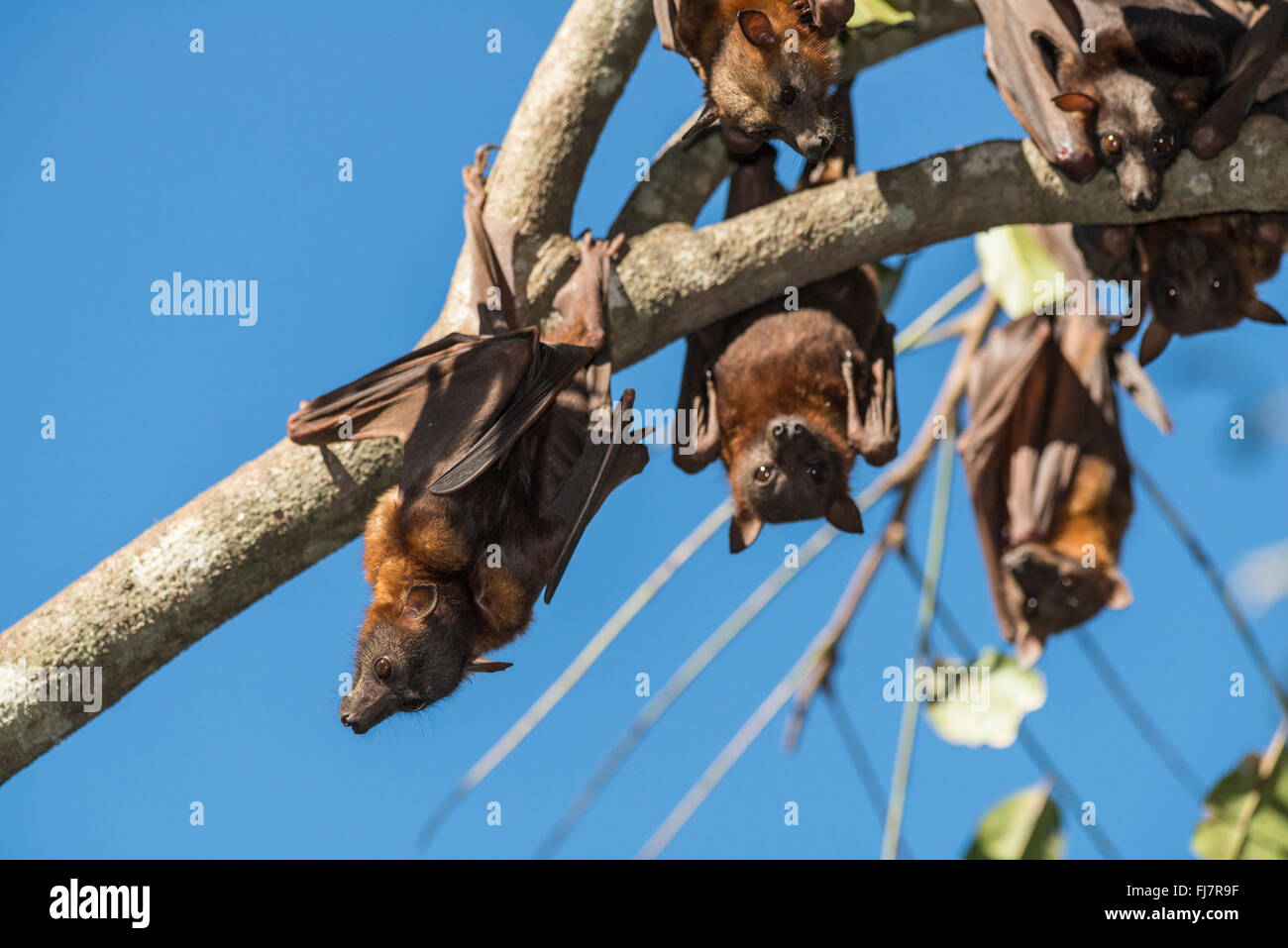 Little red flying foxes roosting in clusters – sometimes up to 30 have been seen hanging together in a tight bunch. The weight o Stock Photo