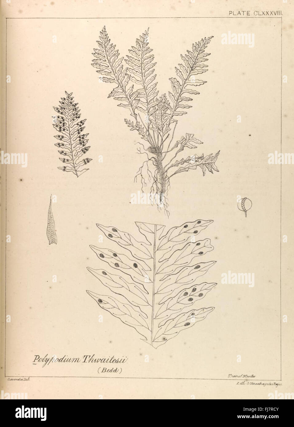 An illustrated catalog of ferns from British India, documenting various