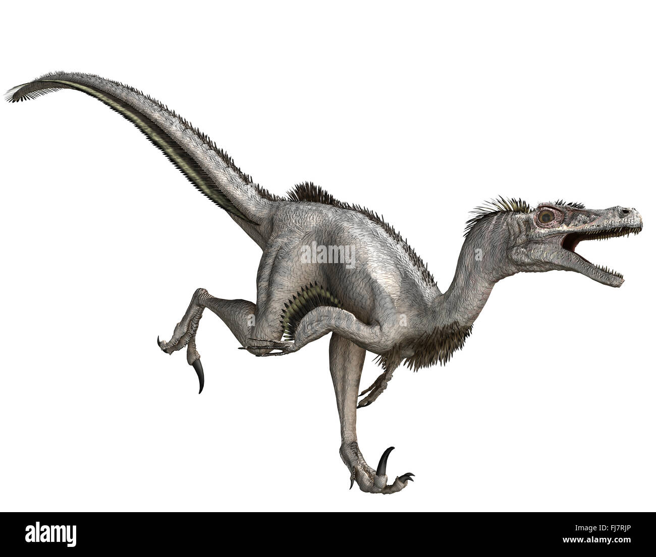 real velociraptor dinosaur