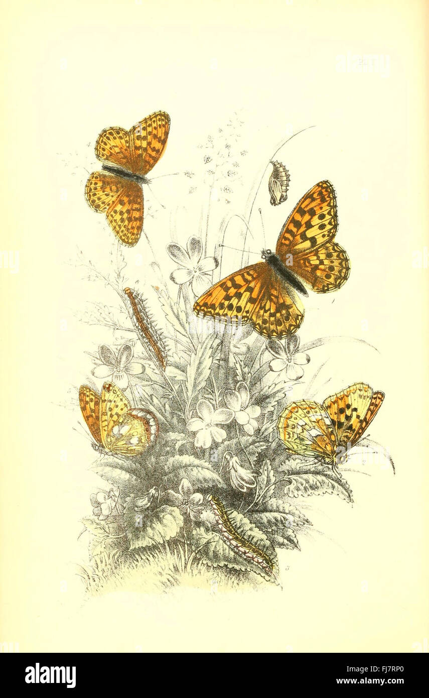 This collection focuses on the genera and species of British ...
