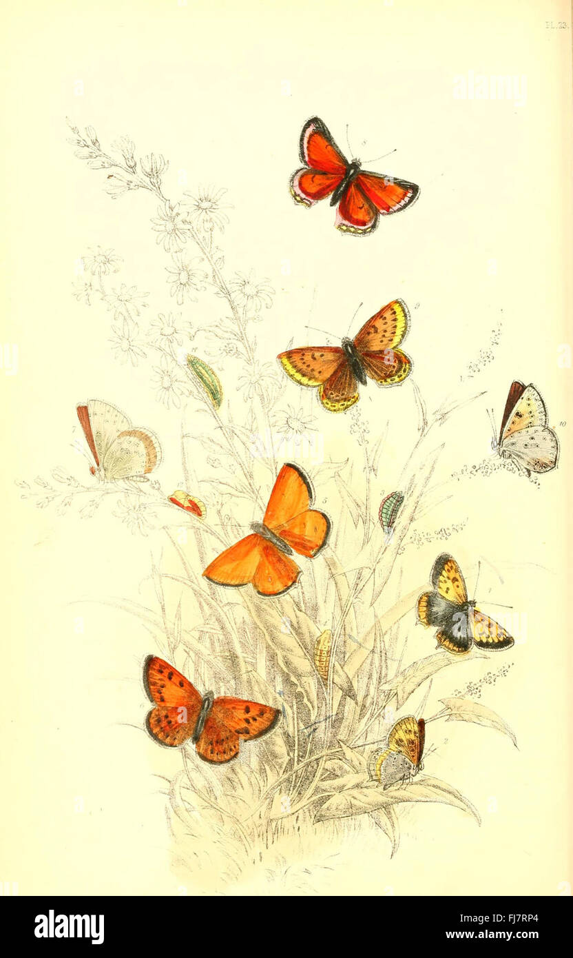 A classification guide to British butterflies, detailing species