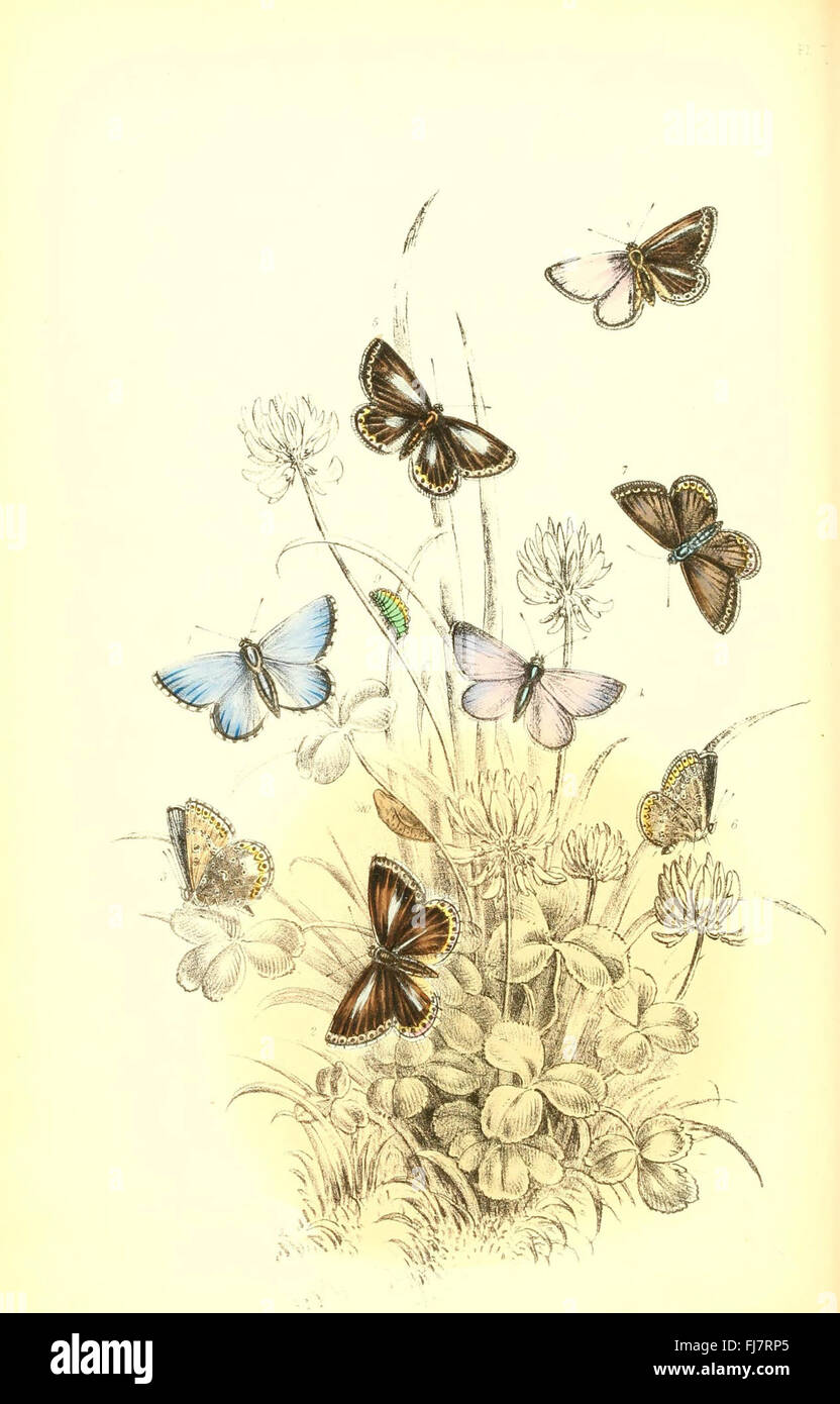 A guide to the classification and identification of British butterfly ...