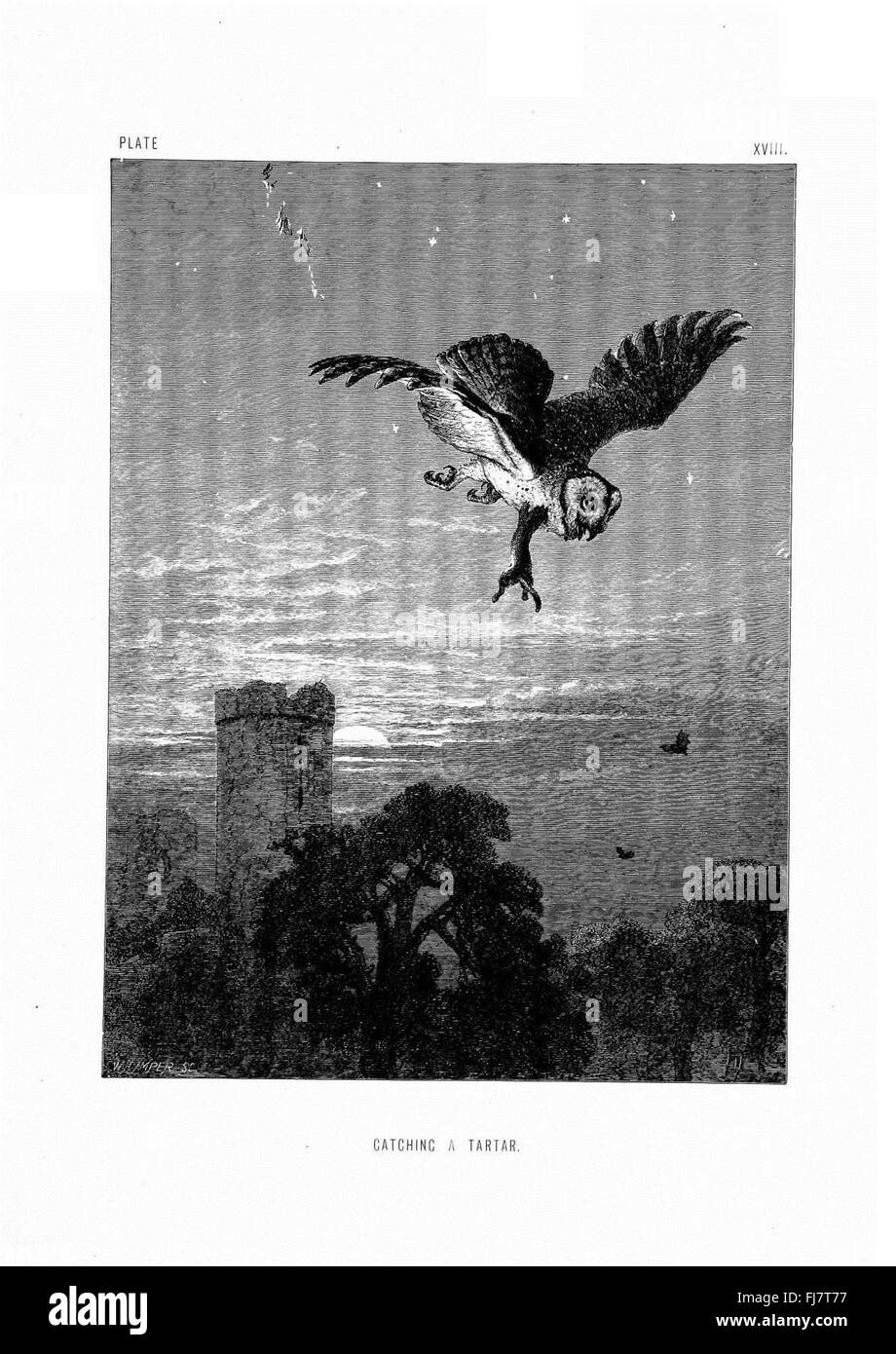 An illustrated study of the life and behavior of wild animals, focusing on birds and their interactions with their environment, supported by Cornell University Library. Stock Photo