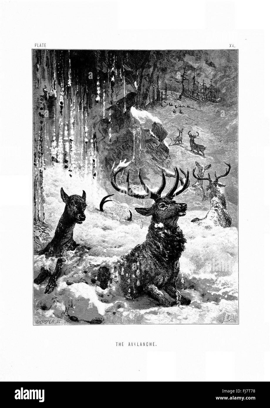 A detailed study of the behavior and habits of wild animals, focusing on various species of birds, with illustrations and observations. Stock Photo