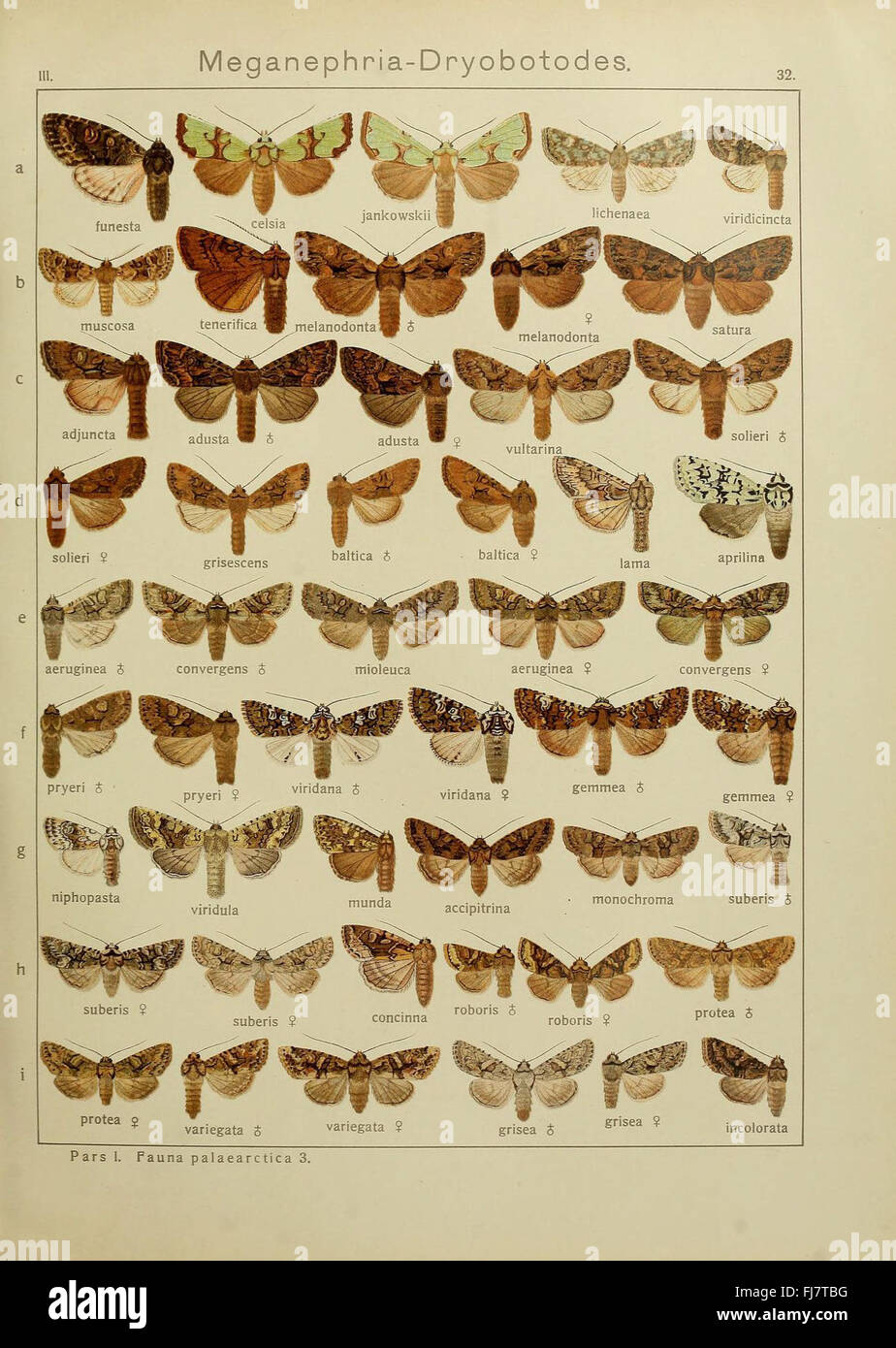 A taxonomic work illustrating large butterflies and moths from ...