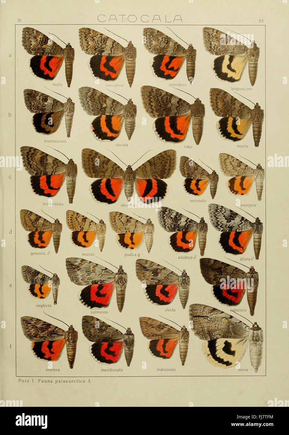 'The Macrolepidoptera of the World' is a major entomological reference ...