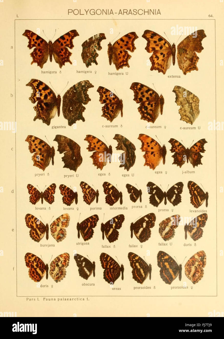A comprehensive entomological work on large moths and butterflies ...