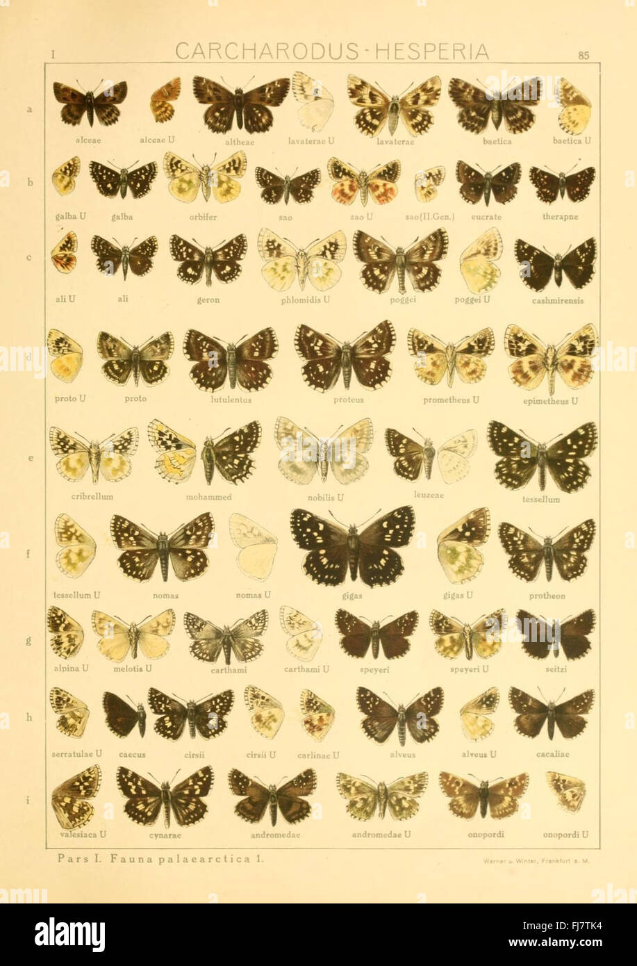 Moths Examples Plate depicting further examples of large moth and butterfly species ...