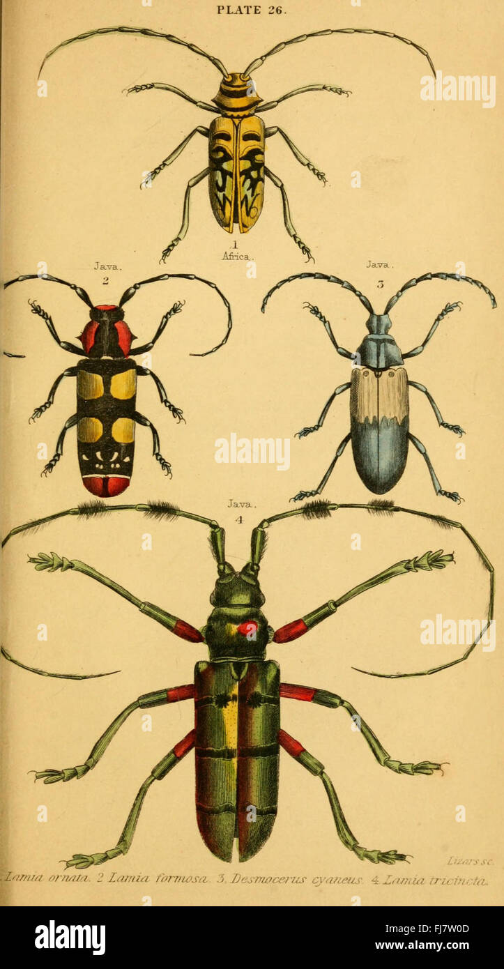 The natural history of beetles (Plate 26) Stock Photo