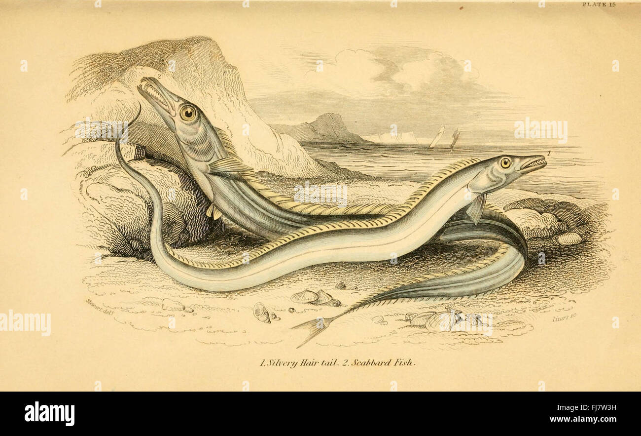 An exploration of the natural history of fish species native to Great ...