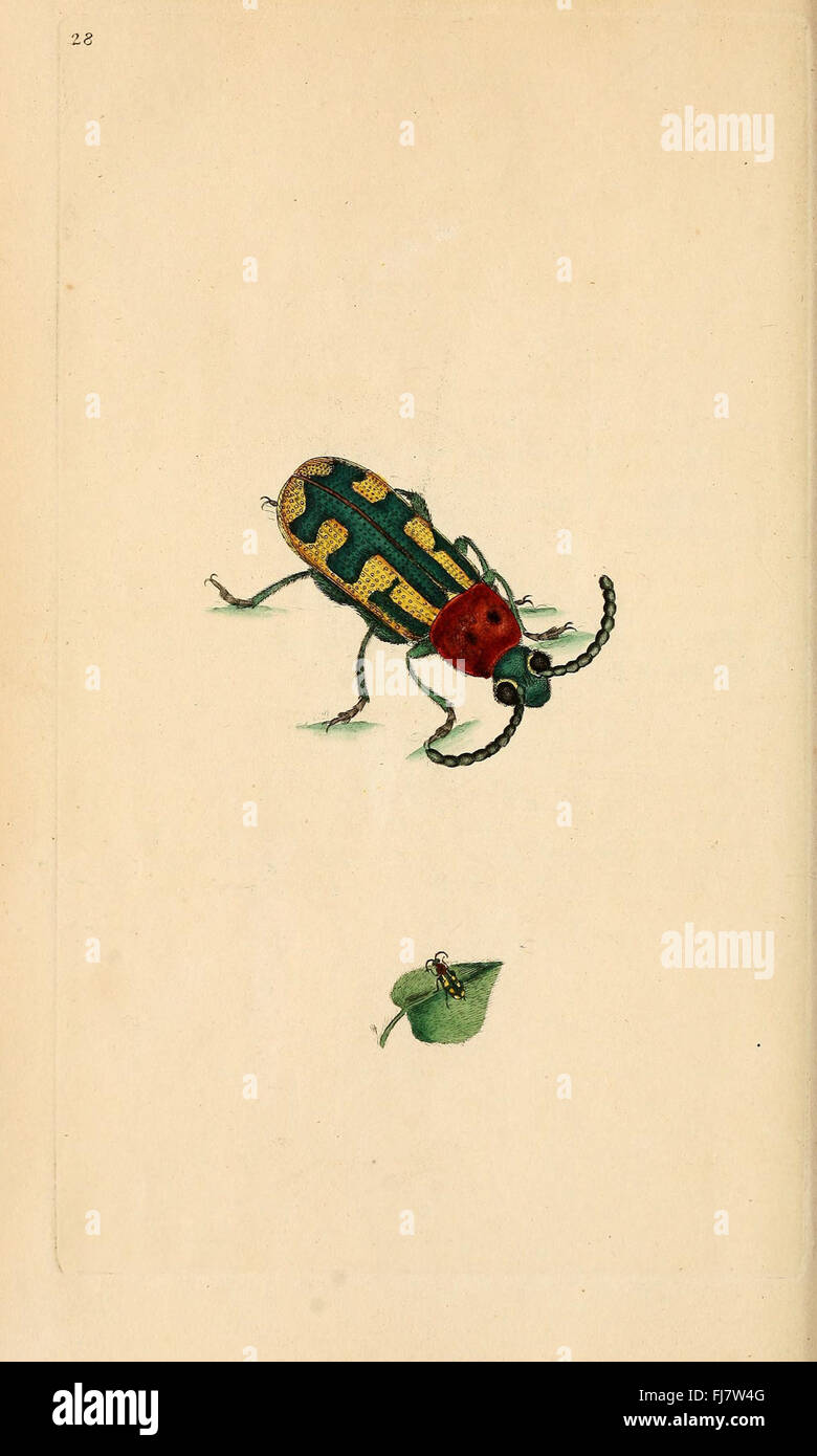 A study of British insects, providing illustrations and details on ...