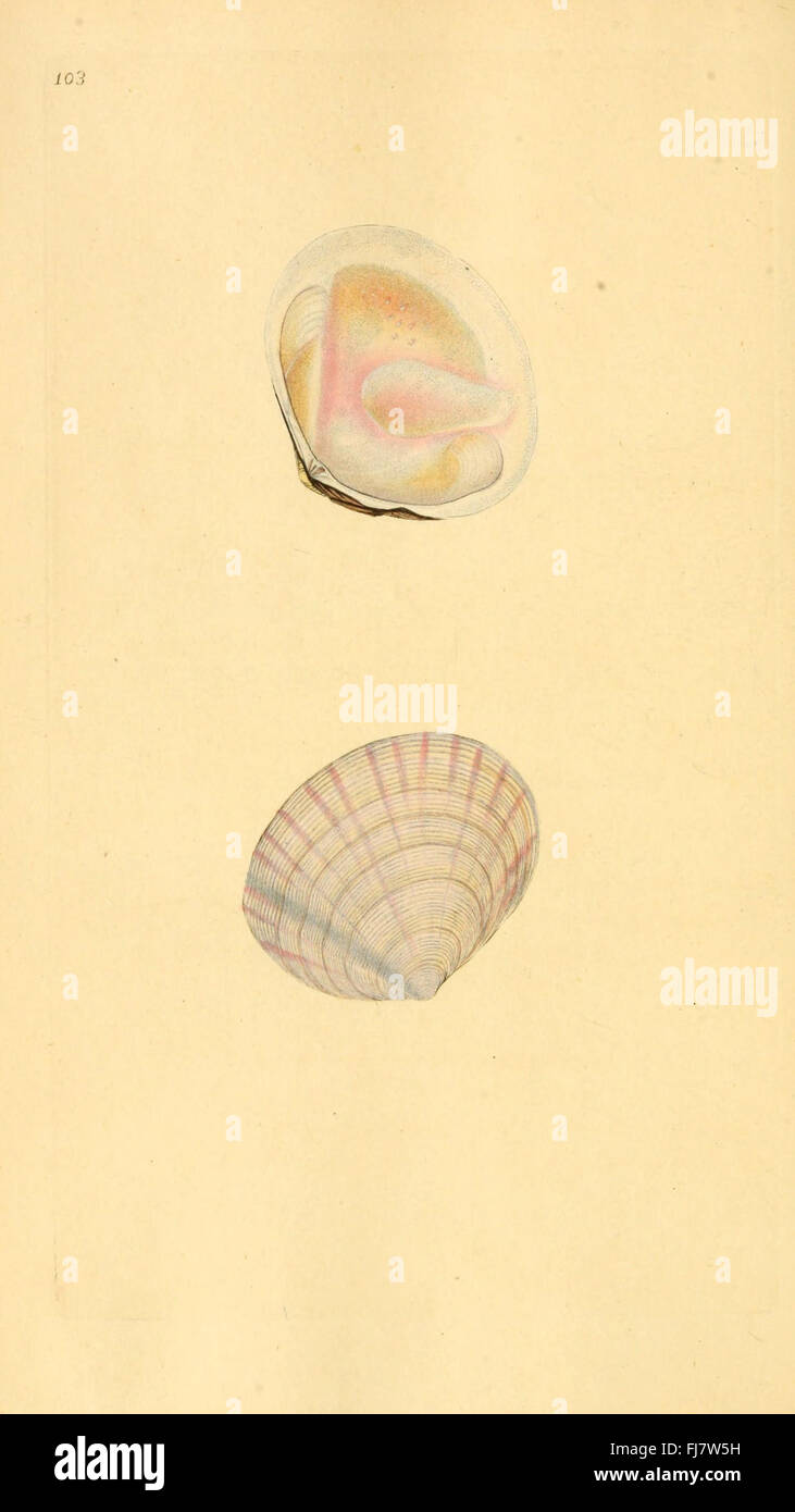 The natural history of British shells (Plate 103 Stock Photo - Alamy
