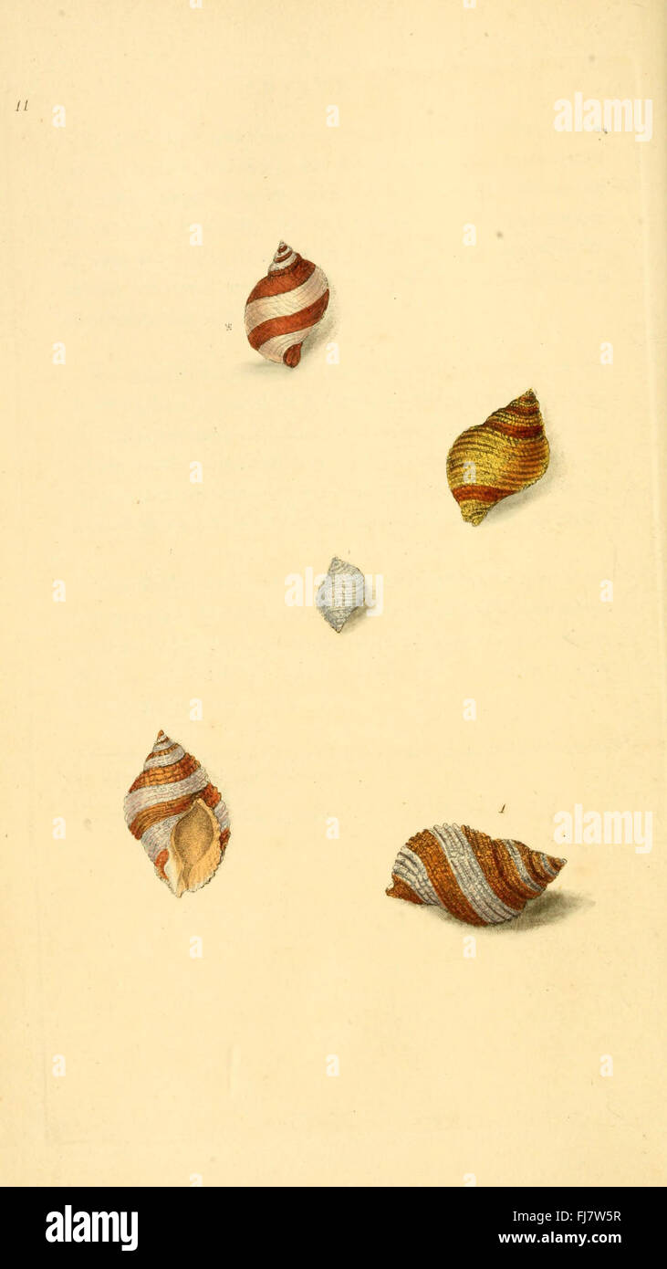 The Natural History of British Shells explores mollusks found in Great ...