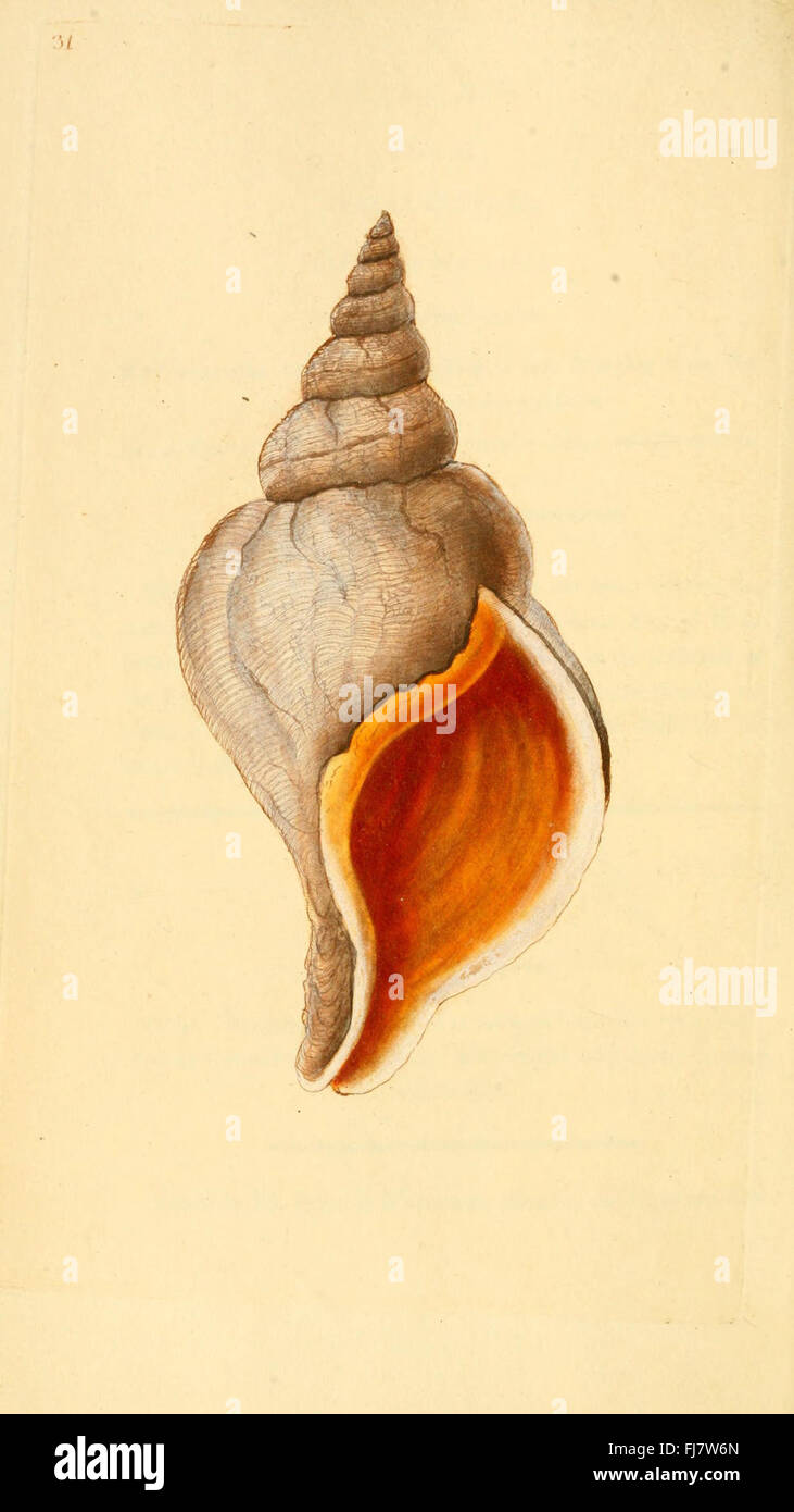 The natural history of British shells (Plate 31 Stock Photo - Alamy