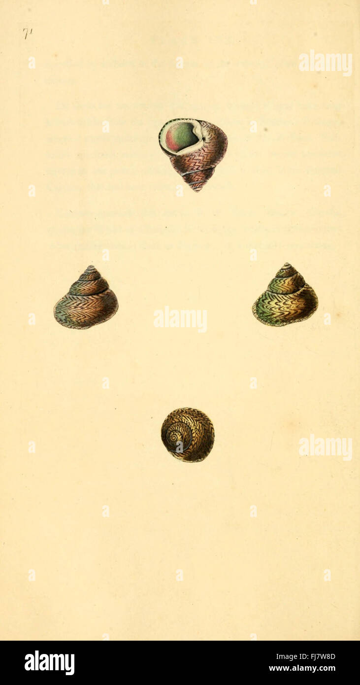 The Natural History of British Shells (Plate 71 Stock Photo - Alamy