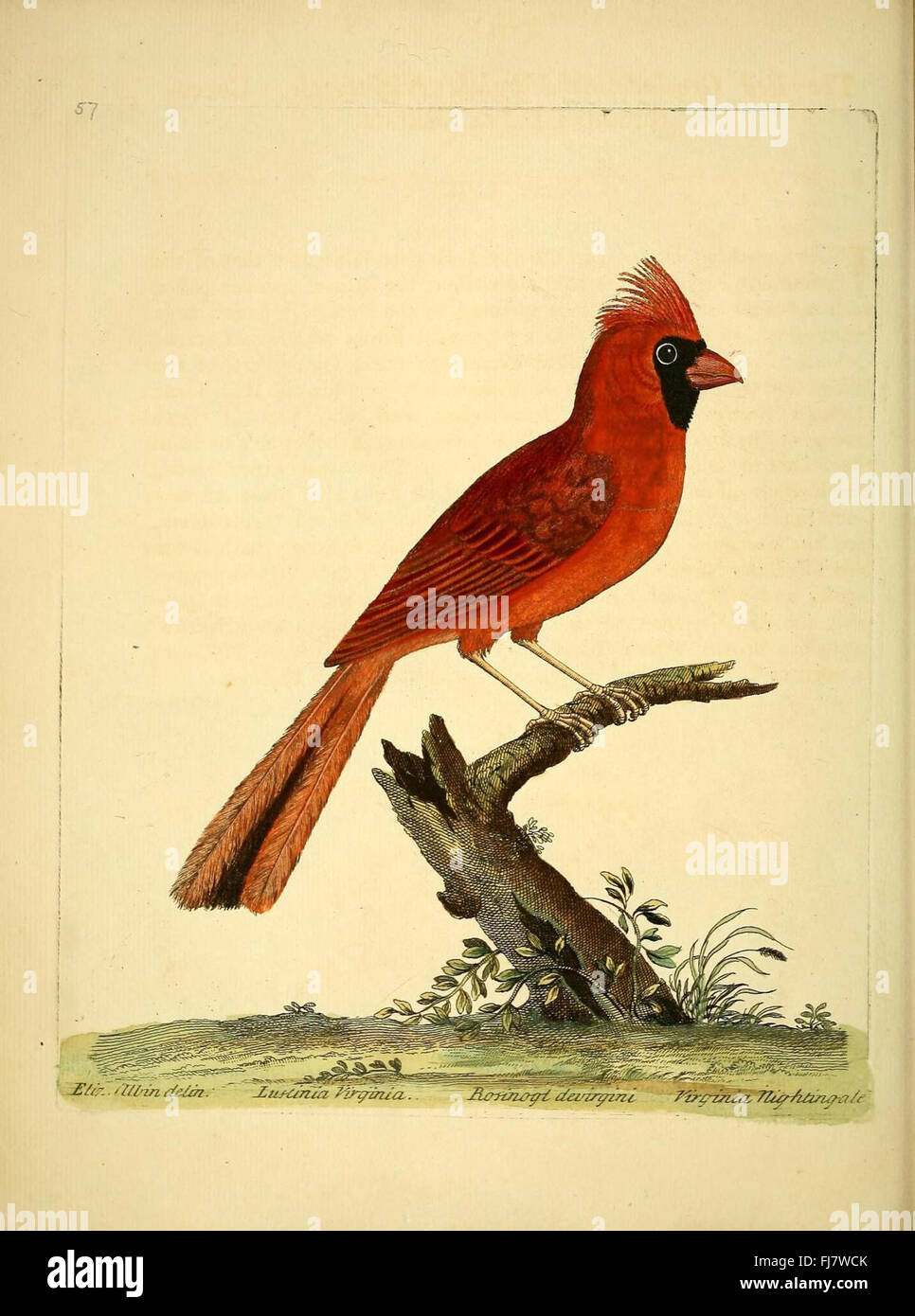 A natural history of birds (Numb. LVII) ,Birds Early works to 1800 ...