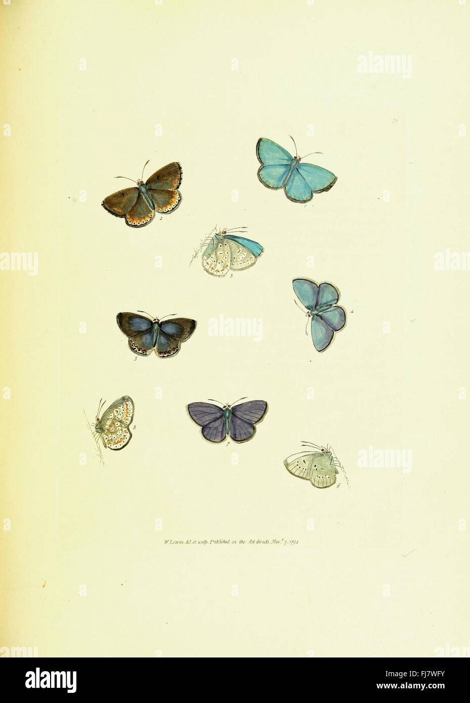 British butterflies various including hi-res stock photography and