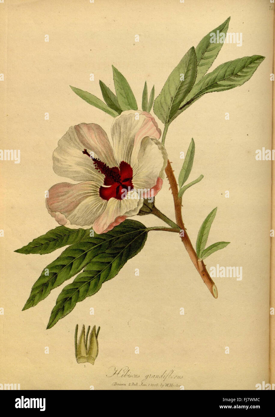 The paradisus londinensis Stock Photo