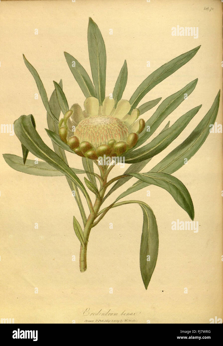 The paradisus londinensis Stock Photo
