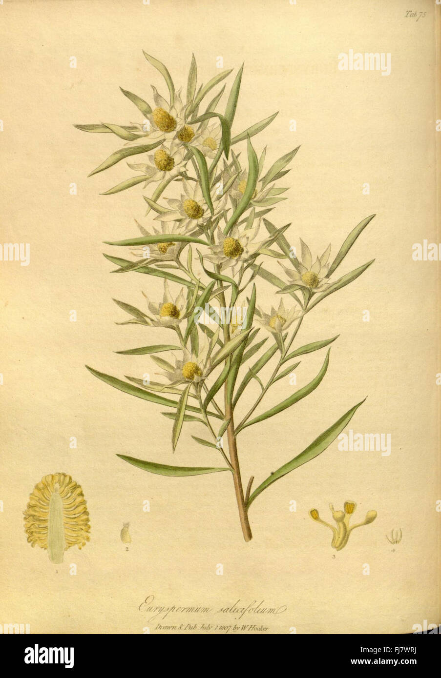 The paradisus londinensis Stock Photo