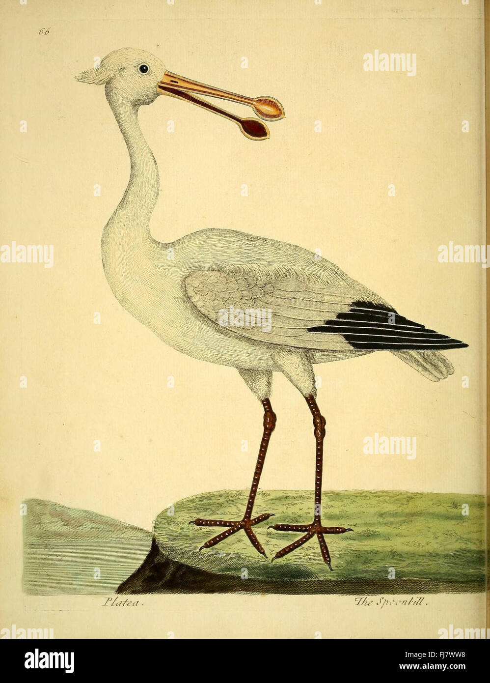 An illustration from 'A Natural History of Birds,' showcasing various ...
