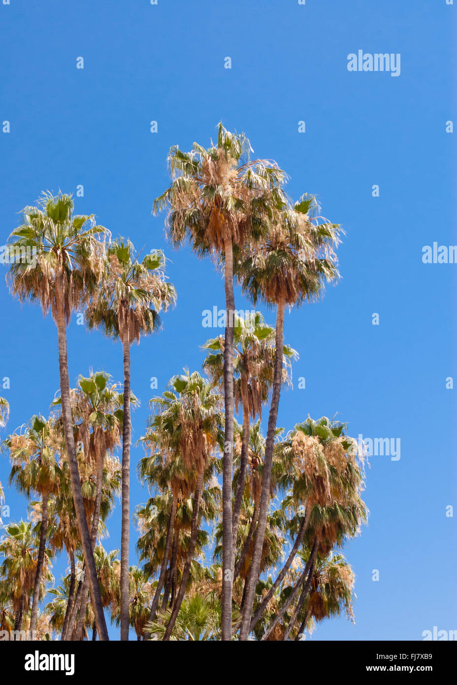 Grove of tall dry palm trees on clear blue sky Stock Photo - Alamy