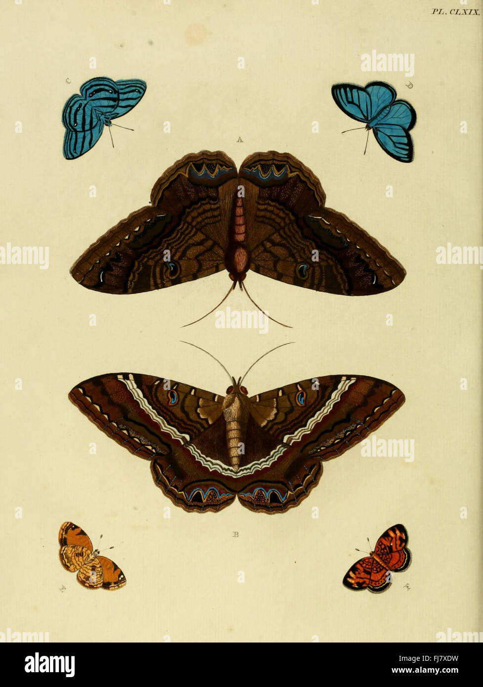 Cataloging insect species hi-res stock photography and images - Alamy