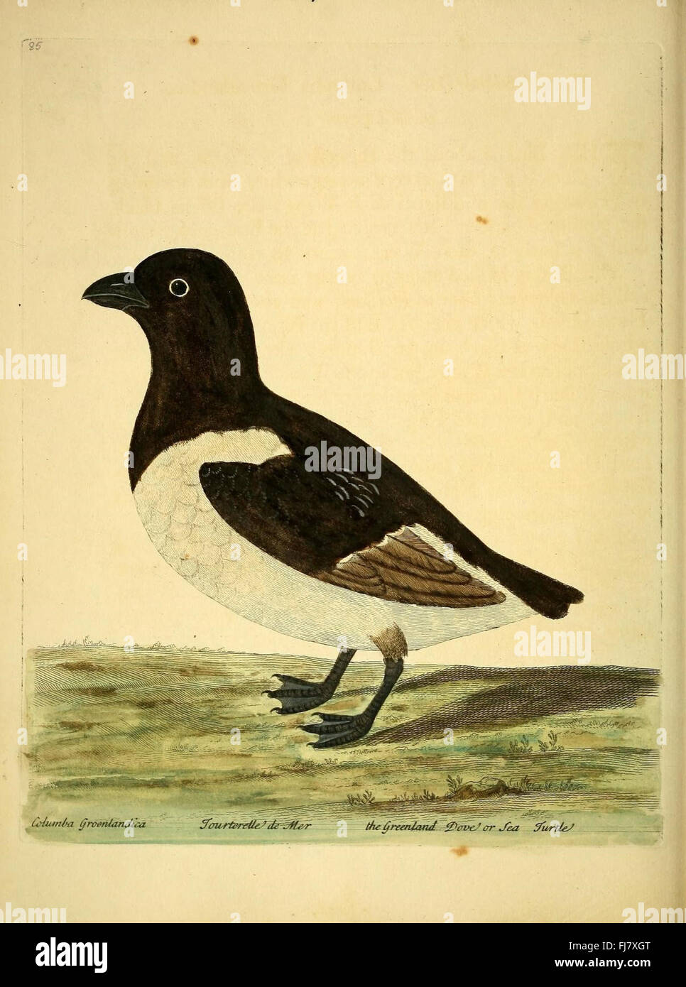 An illustration from 'A Natural History of Birds', detailing bird ...