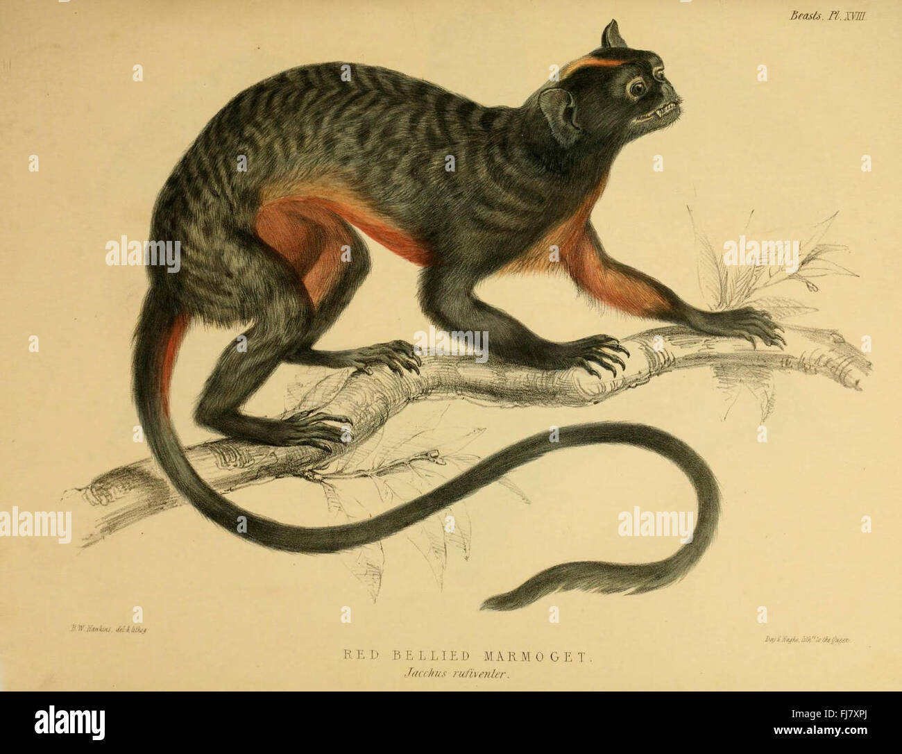 The zoology of the voyage of the H.M.S. Erebus and Terror Stock Photo