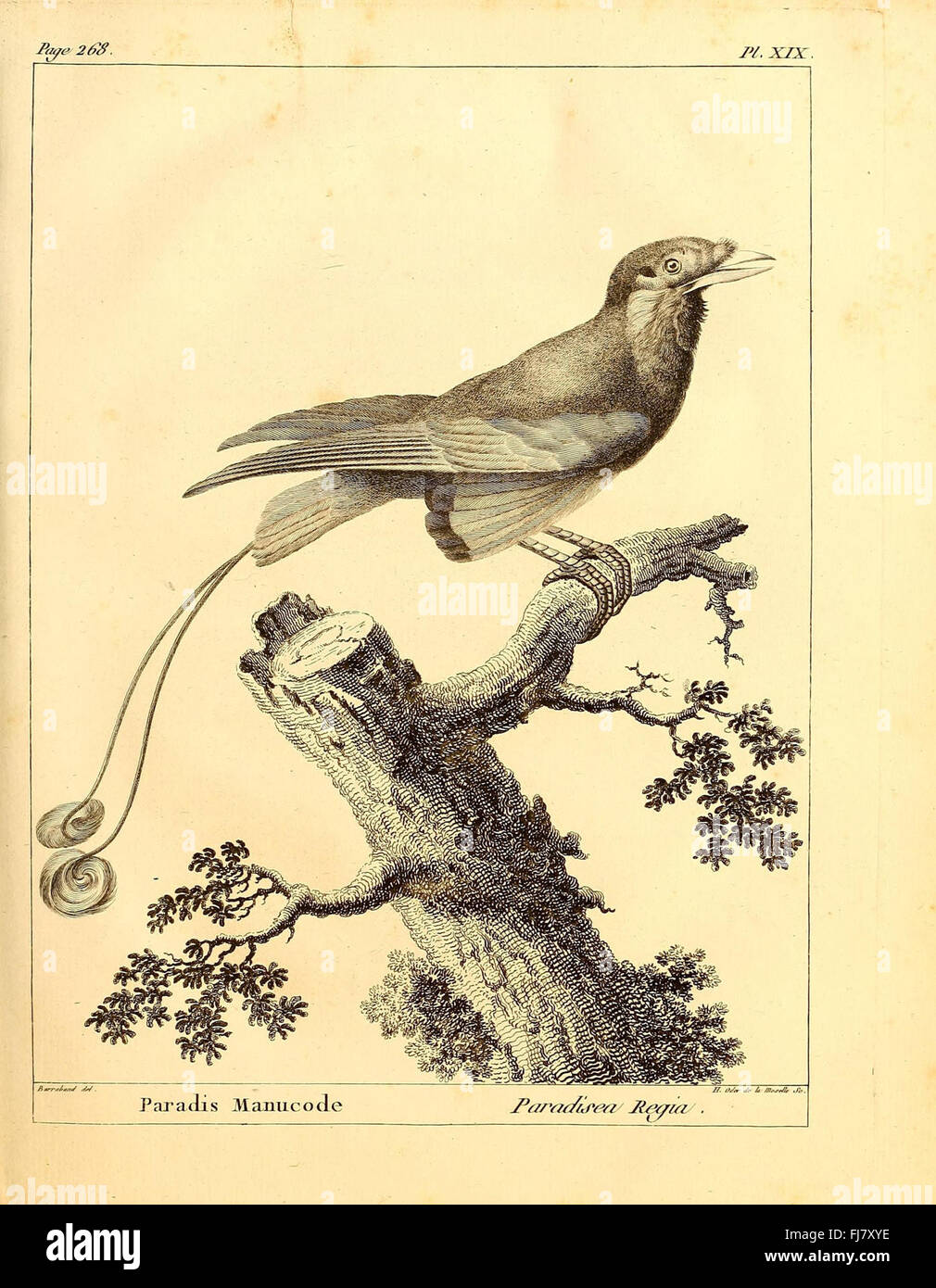 TraitC3A9 C3A9lC3A9mentaire et complet d'ornithologie, ou, Histoire naturelle des oiseaux (Pl. XIX) Stock Photo
