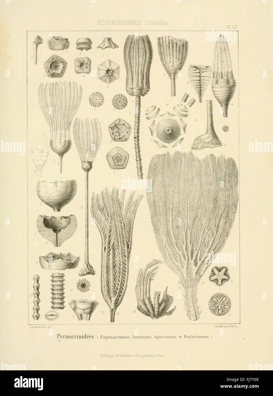 Pictorial paleontology hi-res stock photography and images - Alamy