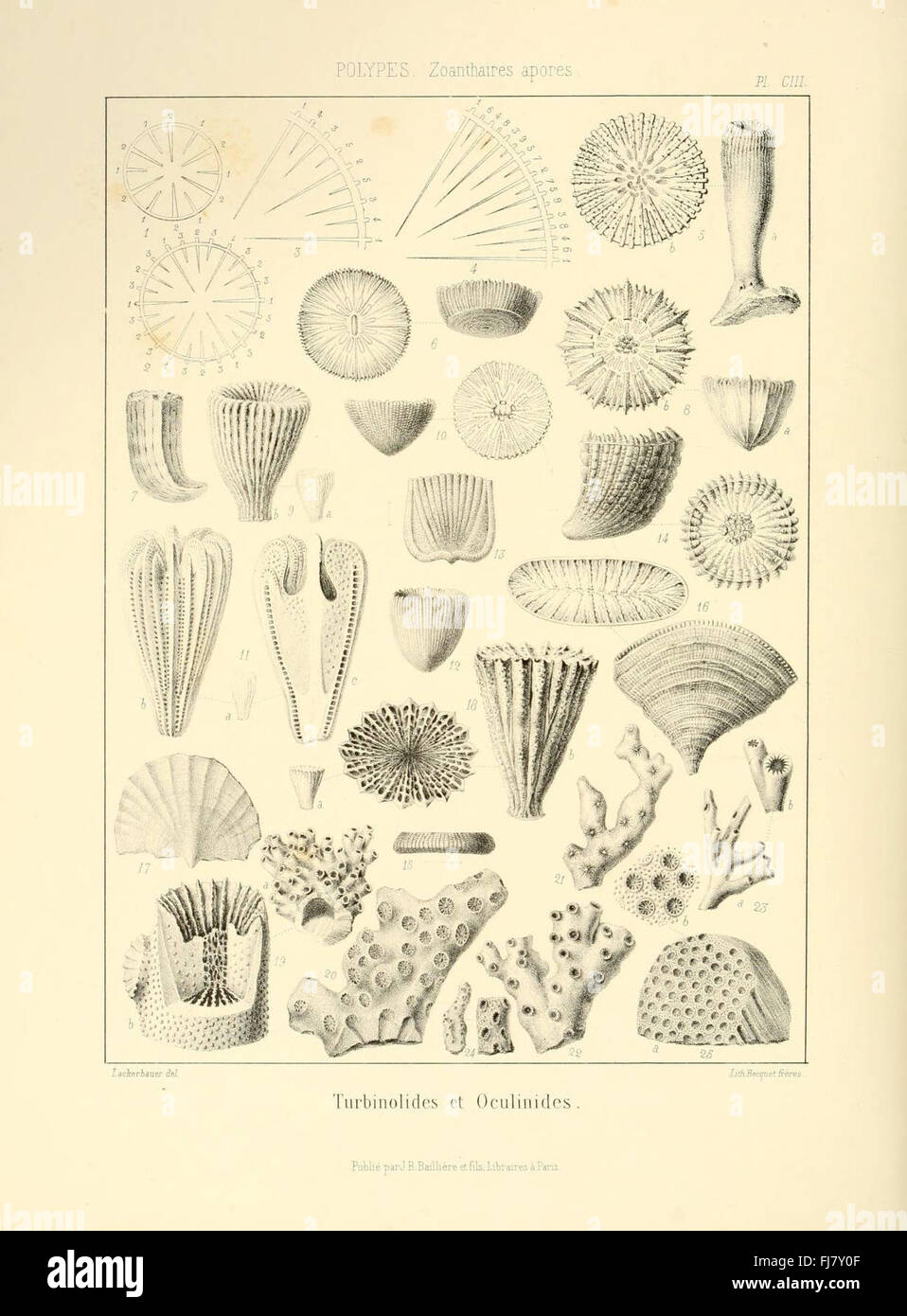 Pictorial fossils hi-res stock photography and images - Alamy