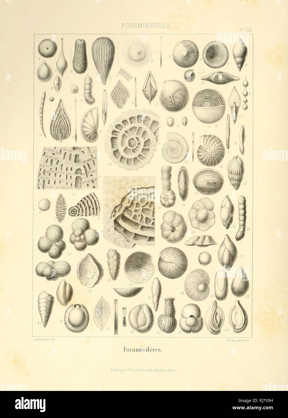 Fossil paleontology pictorial works hi-res stock photography and images ...