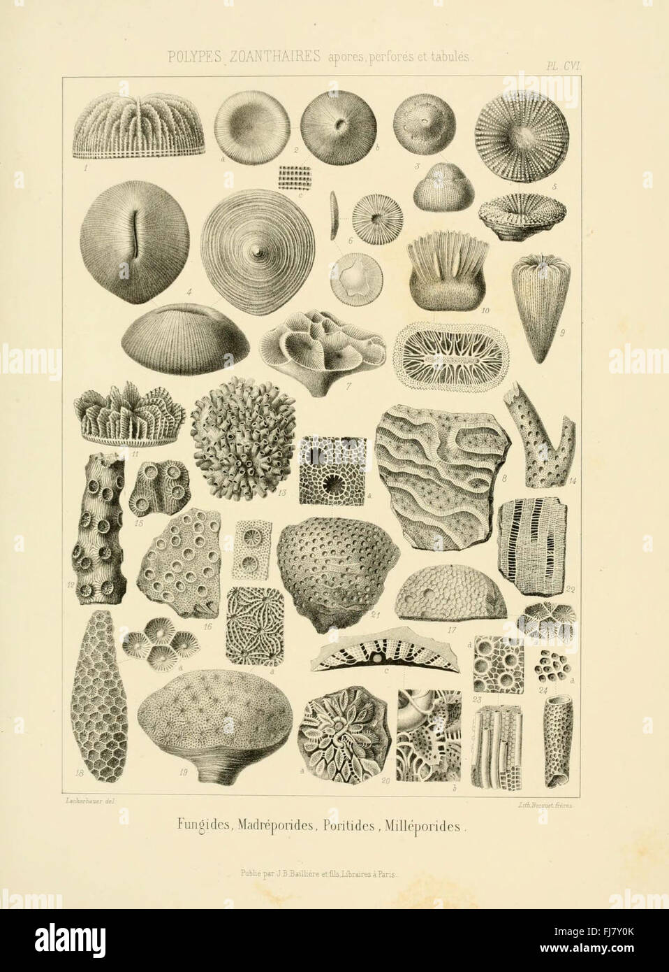 Pictorial fossils hi-res stock photography and images - Alamy