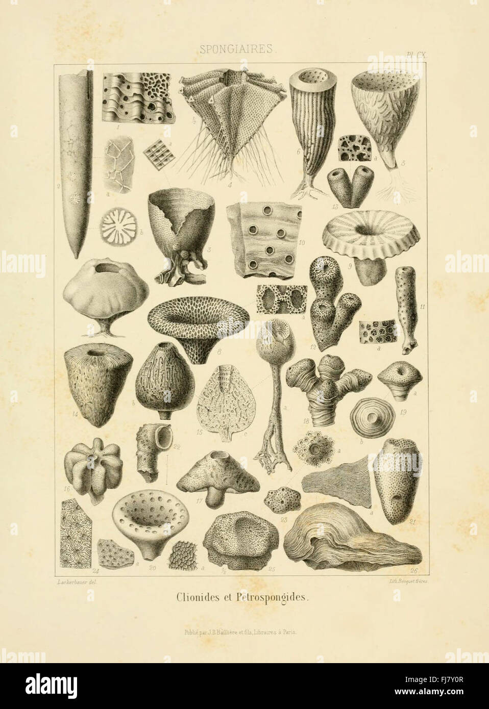 Paleontology pictorial hi-res stock photography and images - Alamy