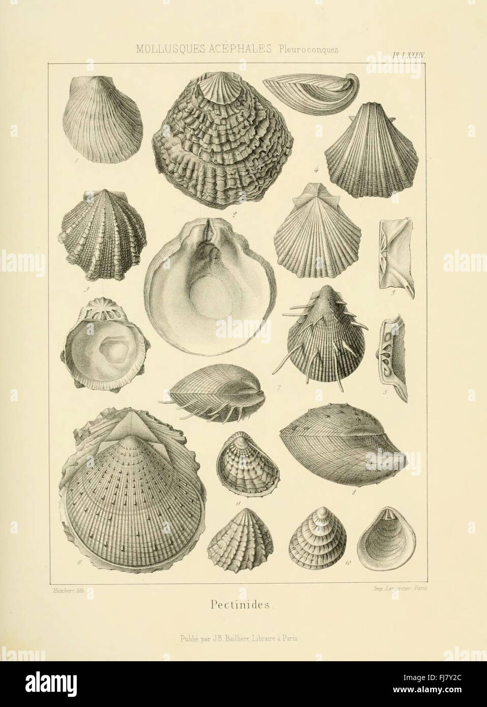 Paleontology fossils pictorial works hi-res stock photography and ...